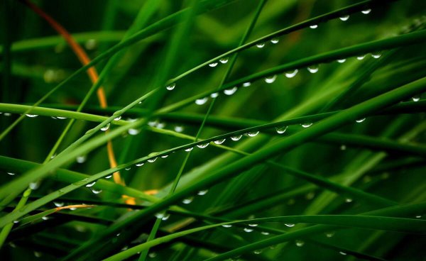 翁卷是哪个朝代的诗人