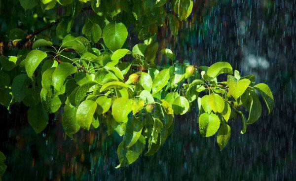 翁卷是哪个朝代的诗人