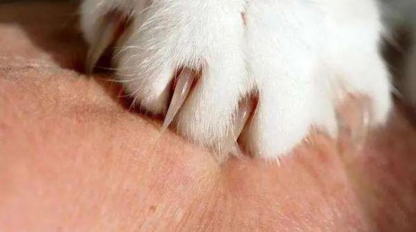 被猫抓了一下轻微破皮要打针吗