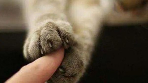 被猫抓了一下轻微破皮要打针吗