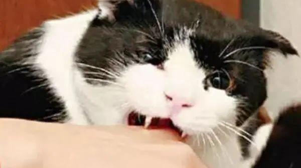 被猫抓了一下轻微破皮要打针吗