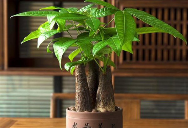 搬新家送什么植物吉利寓意好