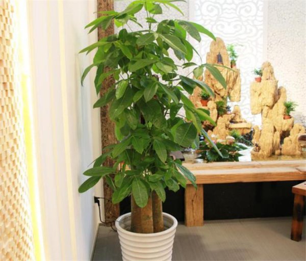 搬新家送什么植物吉利寓意好