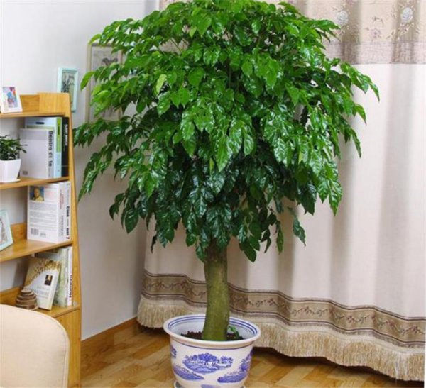 搬新家送什么植物吉利寓意好