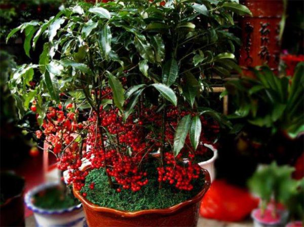 搬新家送什么植物吉利寓意好