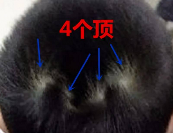 头上有两个旋的男孩意味着什么