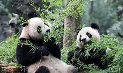 熊猫纪念银币10元现在市场价 银币10元回收价目表