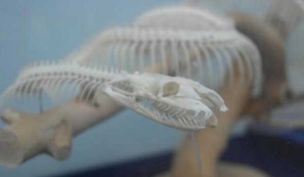 蛇岛在中国的什么位置