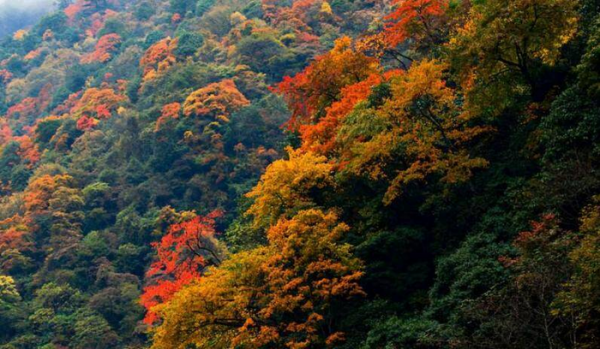 停车坐爱枫林晚的坐是什么意思