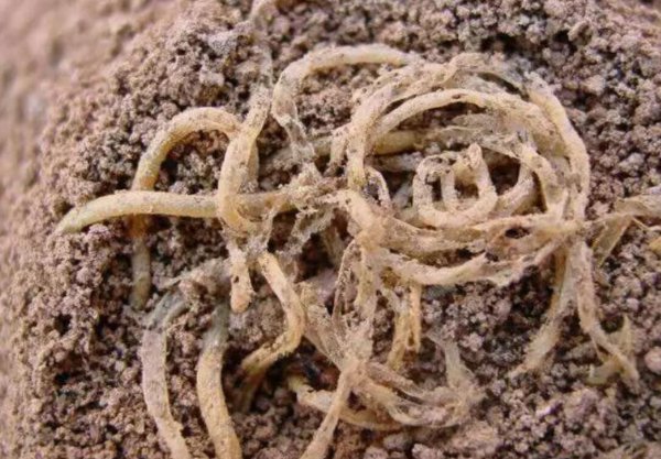 青海喇家遗址出土了什么食物