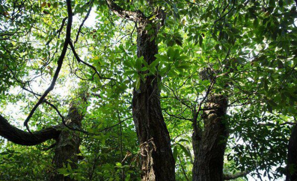 黄花梨的价格目前市场价多少钱