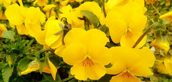 伸手不打笑脸人是什么意思