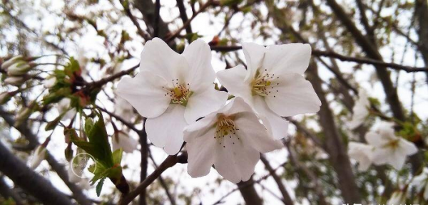 伸手不打笑脸人是什么意思