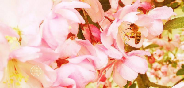 伸手不打笑脸人是什么意思