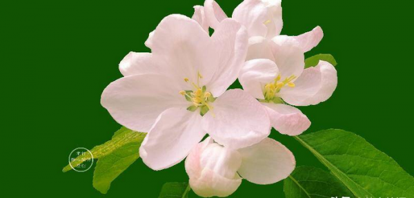 伸手不打笑脸人是什么意思