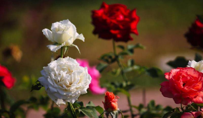 女人一旦决定离婚还能挽回吗 一个女人铁了心离婚的表现