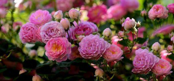 想我了没有高情商回答