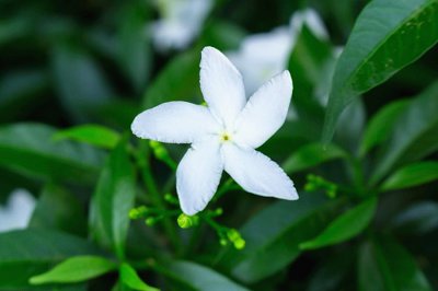 狮子座对待朋友和恋人区别 对ta来说恋人和朋友都重要