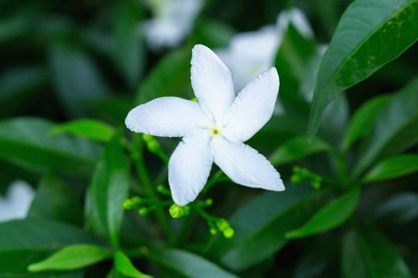 狮子座对待朋友和恋人区别