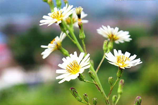 狮子座对待朋友和恋人区别