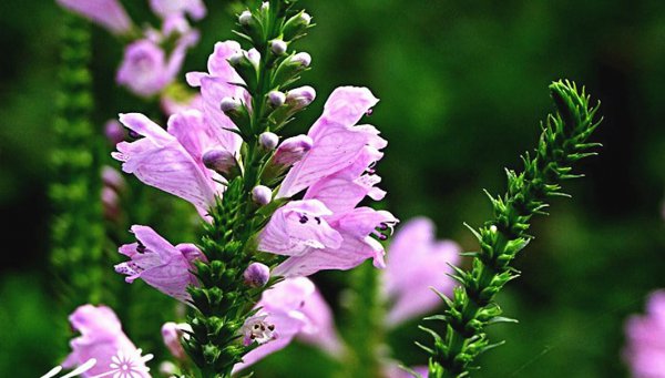 狮子座对待朋友和恋人区别