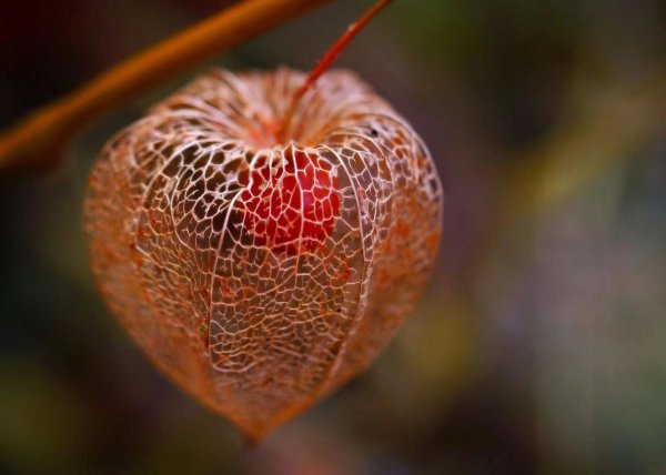 一直说谎的人精神有问题