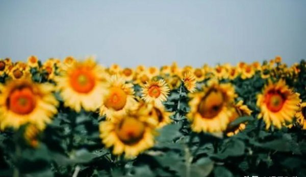 一个女人暗恋你的表现