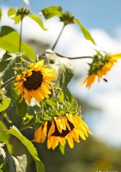 一个女人暗恋你的表现