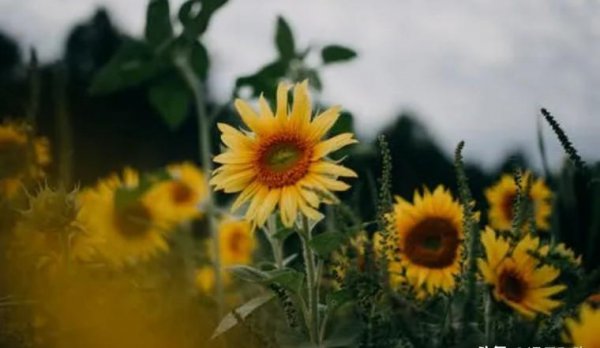 一个女人暗恋你的表现