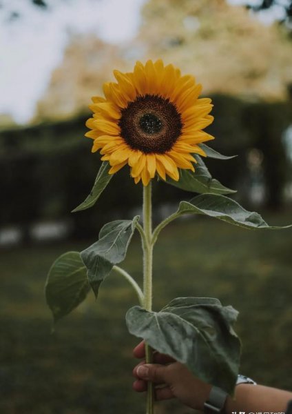 一个女人暗恋你的表现