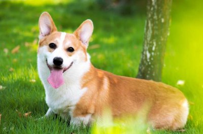 养什么狗最省心又便宜 新手养什么狗最听话最漂亮