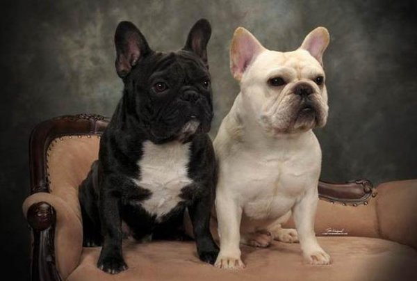 养什么狗最省心又便宜