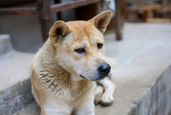 养什么狗最省心又便宜