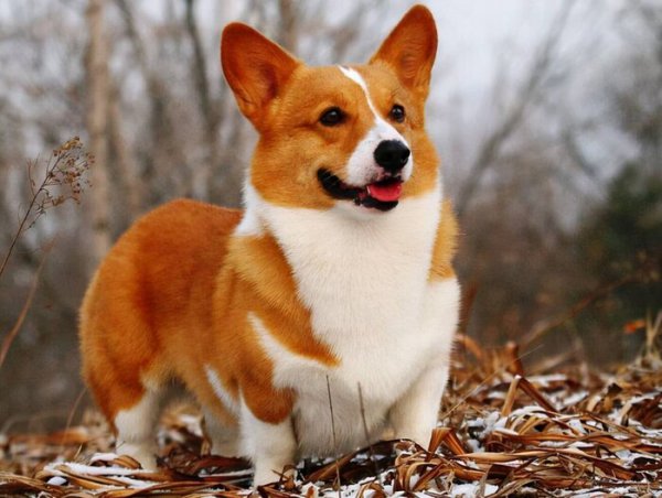 养什么狗最省心又便宜