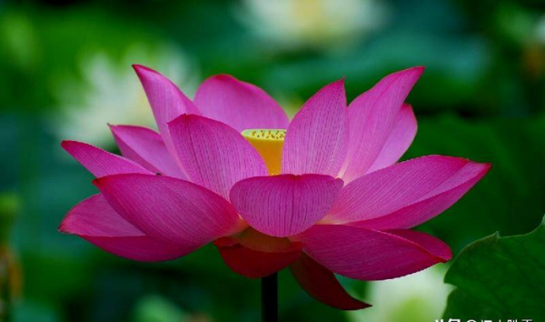 中元节放河灯的意义和由来