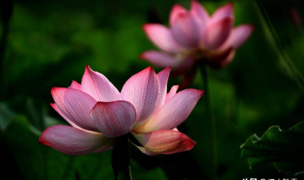 中元节放河灯的意义和由来