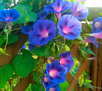 牵牛花什么时候开花 一天的时间内是早上还是晚上