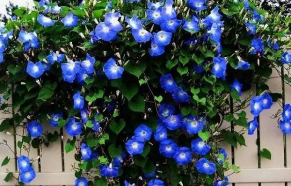 牵牛花什么时候开花