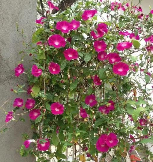 牵牛花什么时候开花