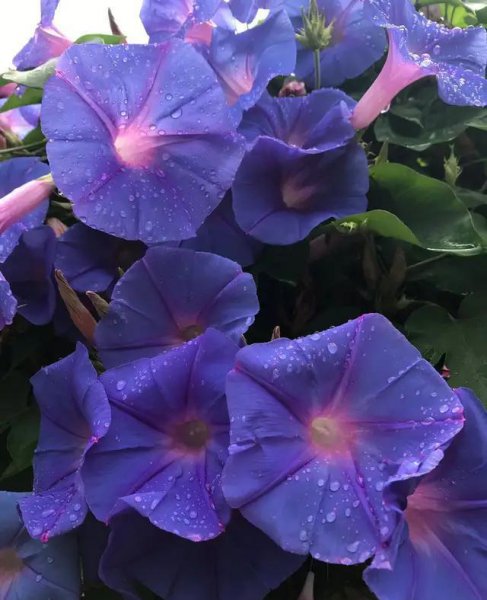 牵牛花什么时候开花