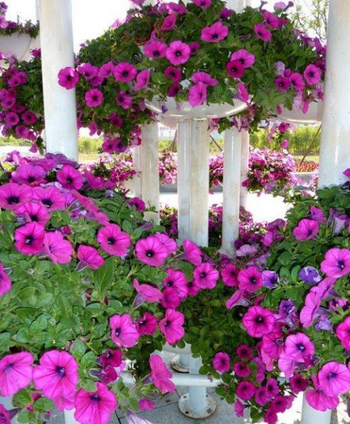 牵牛花什么时候开花