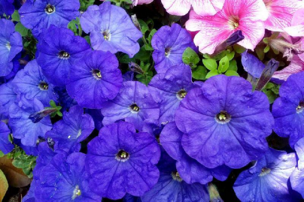 牵牛花什么时候开花