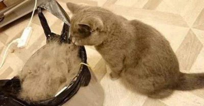 最不掉毛的猫排名 掉毛不严重的宠物猫排行榜