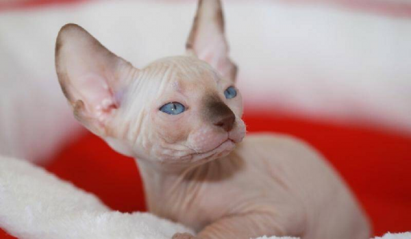 最不掉毛的猫排名