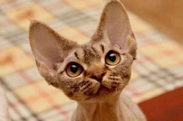 最不掉毛的猫排名