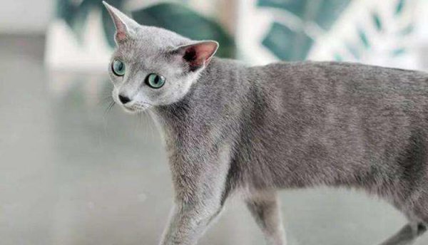 最不掉毛的猫排名