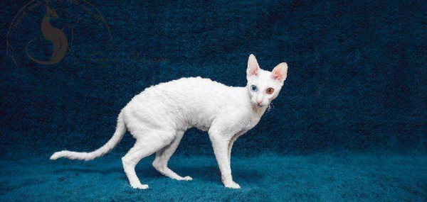 最不掉毛的猫排名