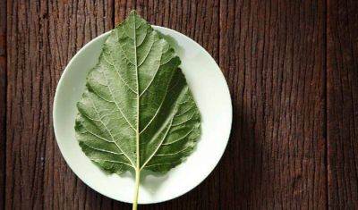 桑叶茶的制作方法图解 家用桑叶茶简单制作方法与过程