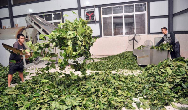 桑叶茶的制作方法图解