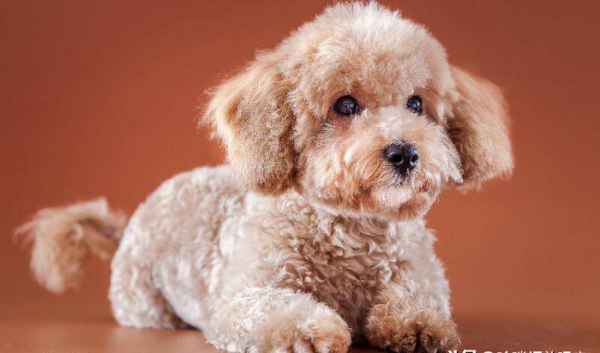 世界上最凶猛的狗排行榜前十名